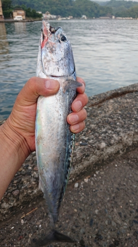 ソウダガツオの釣果