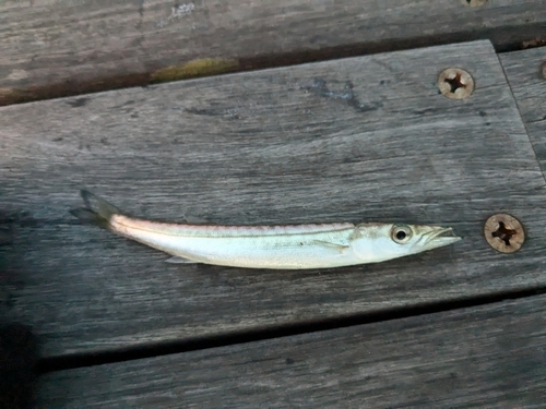 カマスの釣果