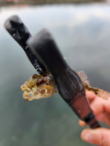 アナハゼの釣果