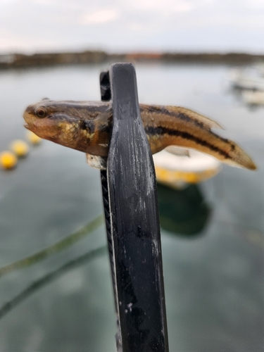 チチブの釣果