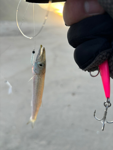 カマスの釣果