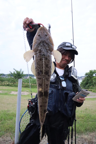 マゴチの釣果