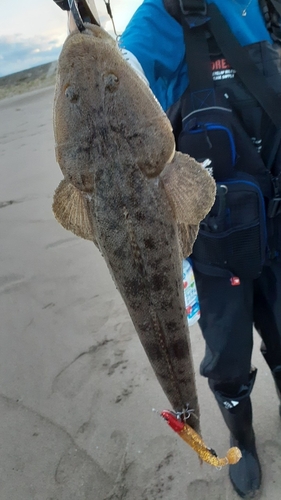 マゴチの釣果