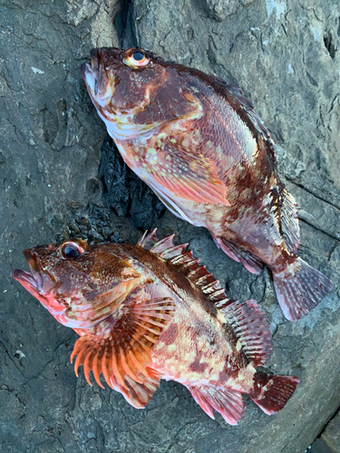 アラカブの釣果