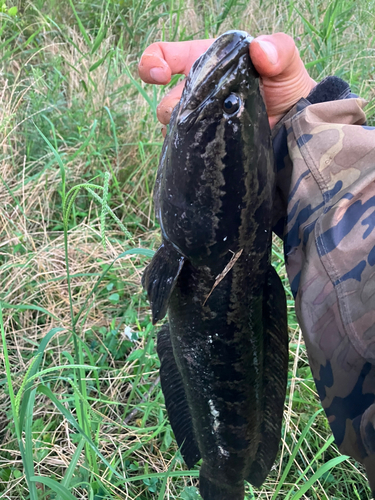 ライギョの釣果