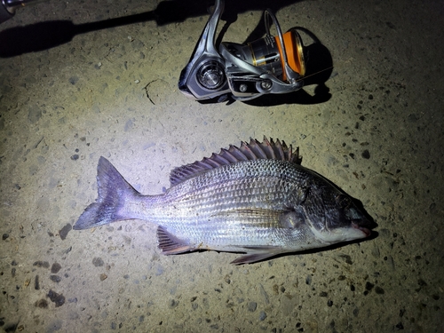 チヌの釣果