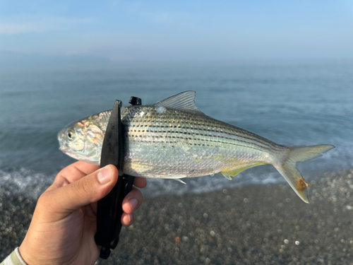 コノシロの釣果