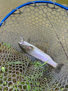 ニジマスの釣果