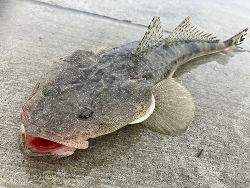 マゴチの釣果