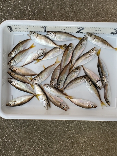 アジの釣果