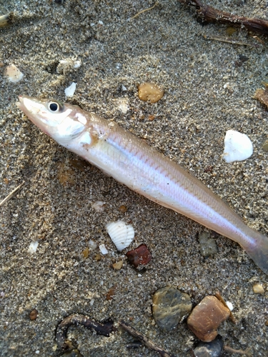 シロギスの釣果