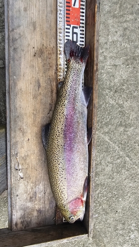 ニジマスの釣果