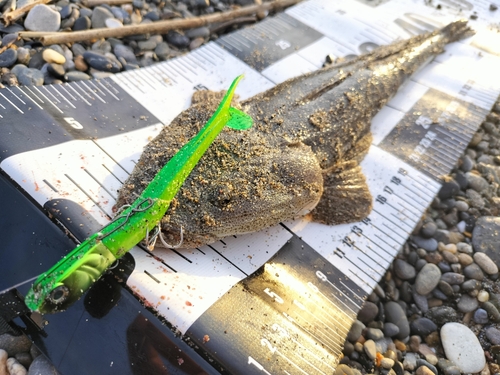 マゴチの釣果