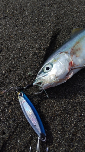 ワカシの釣果