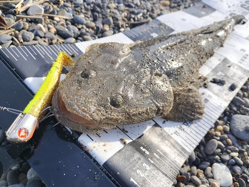 マゴチの釣果