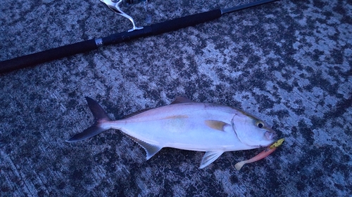 ショゴの釣果