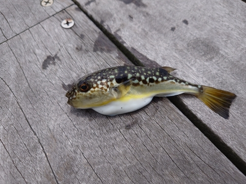 フグの釣果