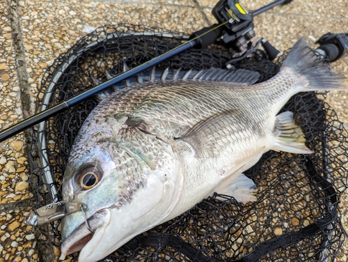 キビレの釣果