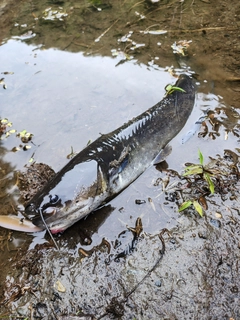 ナマズの釣果