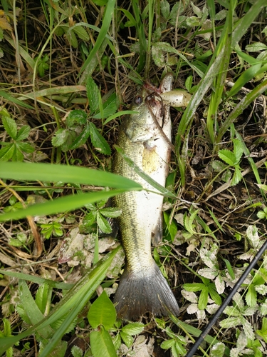 ブラックバスの釣果