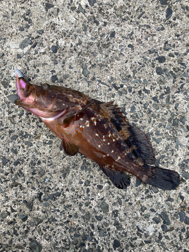 キジハタの釣果