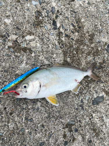 ワカシの釣果