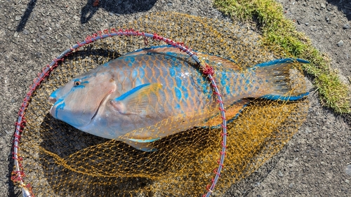 ヒブダイの釣果