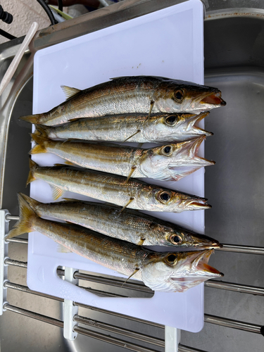 カマスの釣果