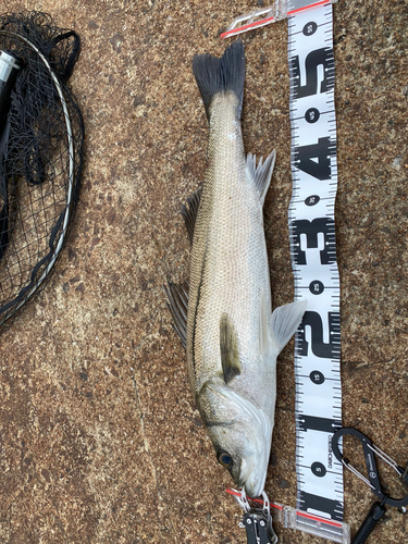 シーバスの釣果