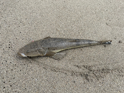 マゴチの釣果