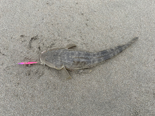 マゴチの釣果