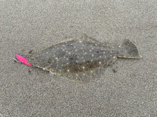 ヒラメの釣果