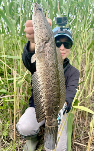 カムルチーの釣果