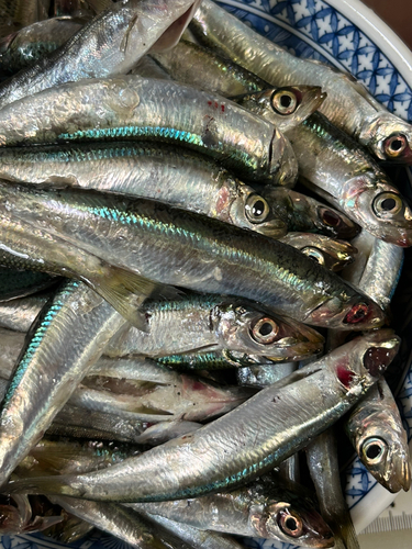 ウルメイワシの釣果