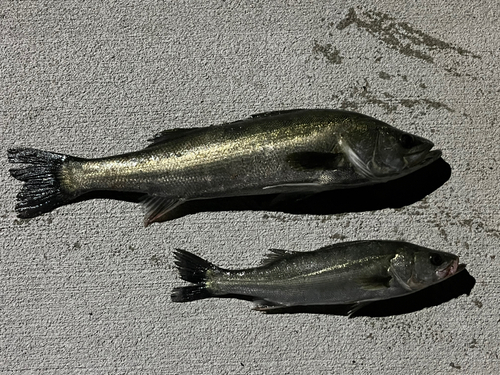 シーバスの釣果