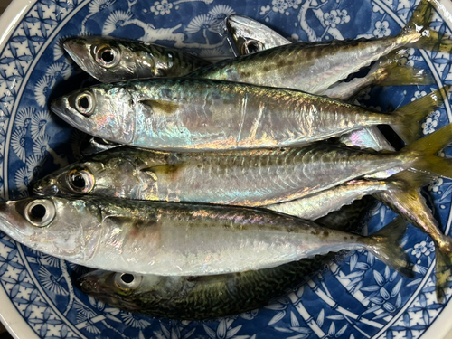 サバの釣果