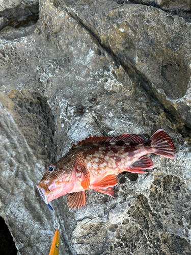 カサゴの釣果