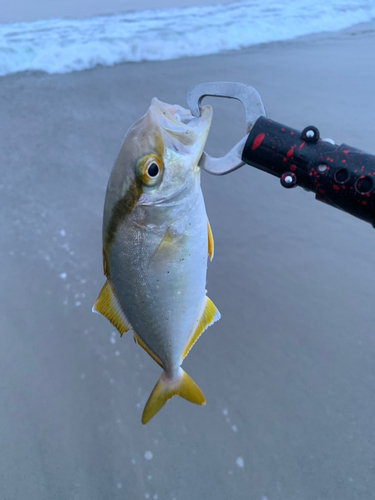 ショゴの釣果