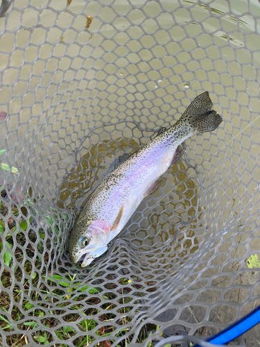 ニジマスの釣果