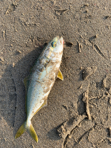 ワカシの釣果