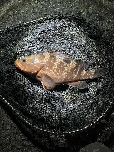 キジハタの釣果