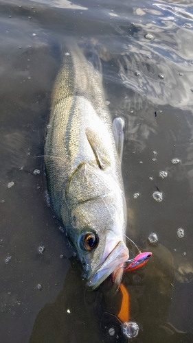 シーバスの釣果