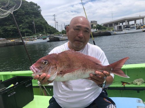 マダイの釣果