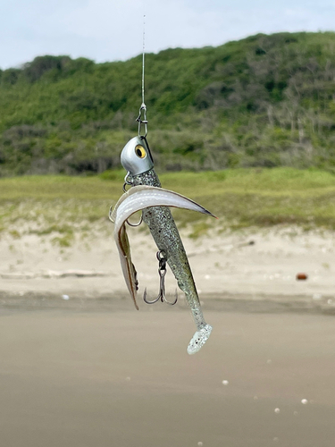 シタビラメの釣果