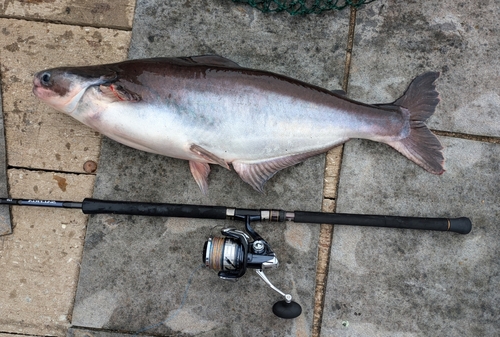 メコンオオナマズの釣果