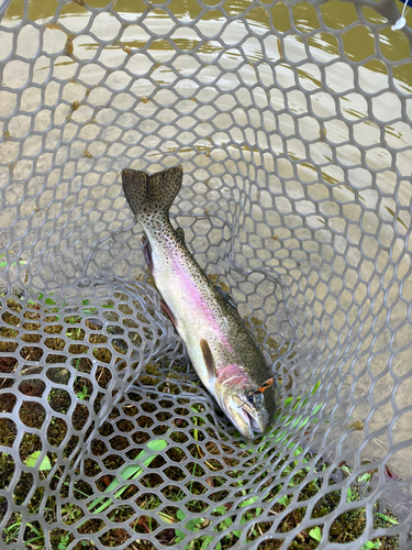 ニジマスの釣果