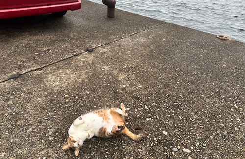 アカハタの釣果