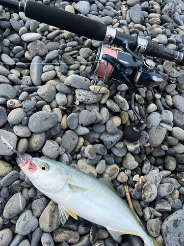 ワカシの釣果