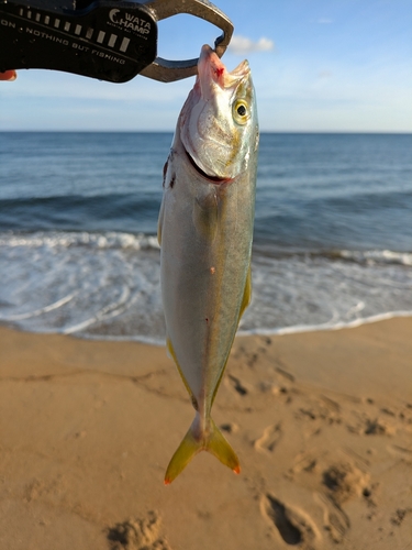 ヤズの釣果