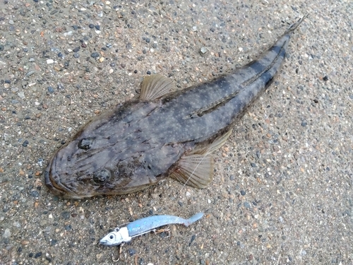 マゴチの釣果